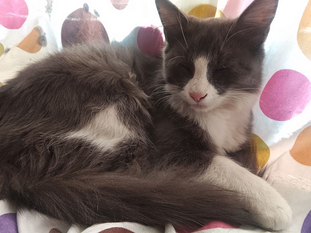 Foto de Pimpolla